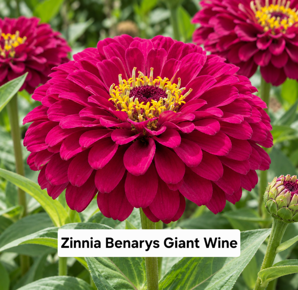 Zinnia Benarys Giant Wine