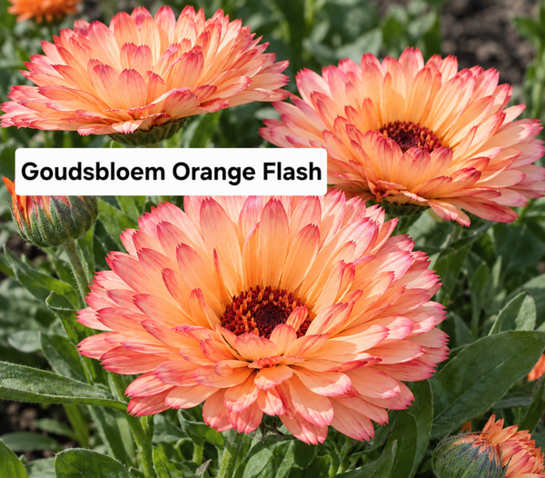 Goudsbloem Orange Flash