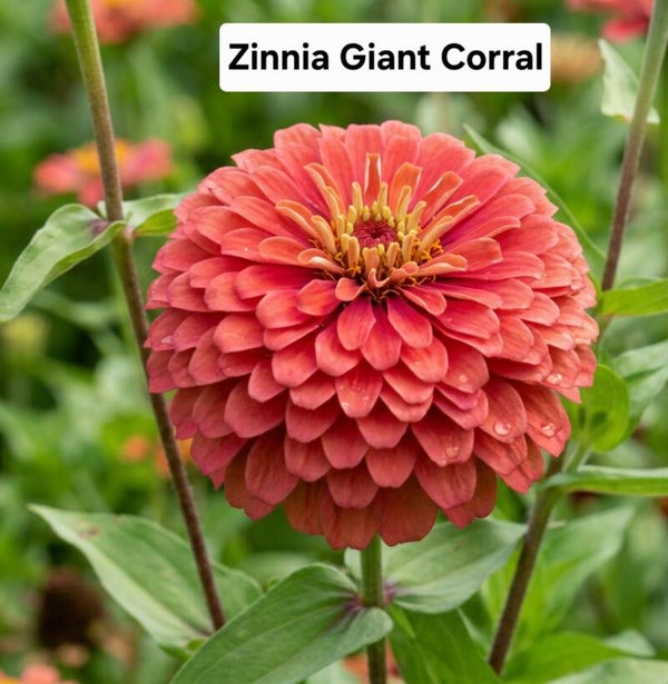 Zinnia Giant Corral