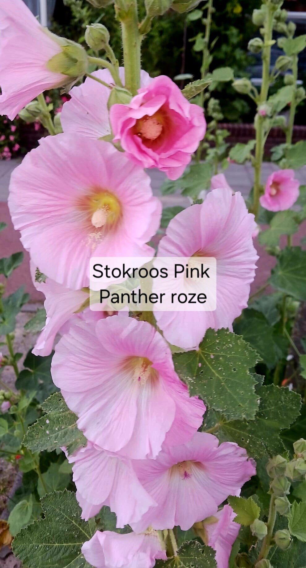Stokroos Enkel Pink Panther Roze