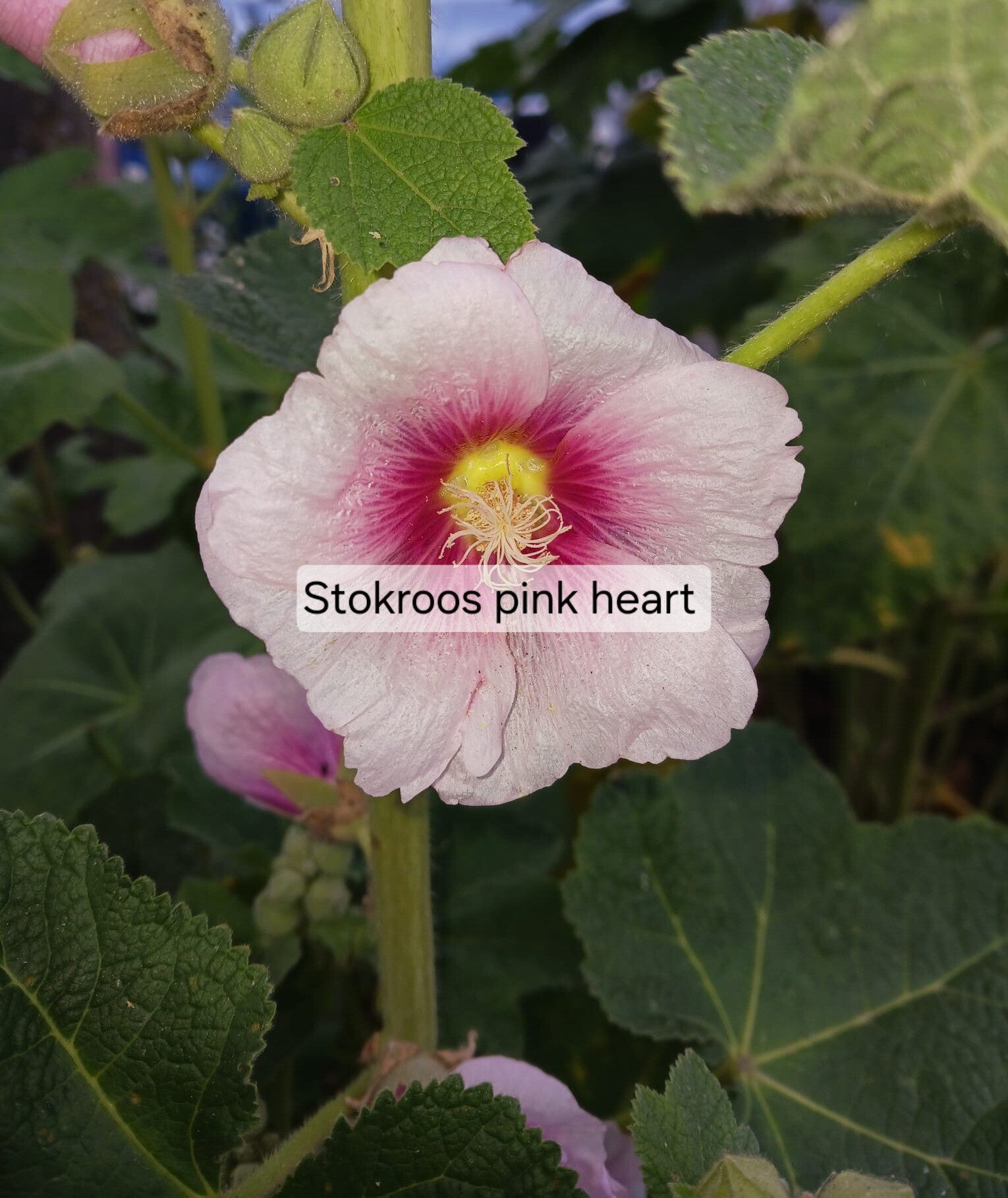Stokroos Pink Heart