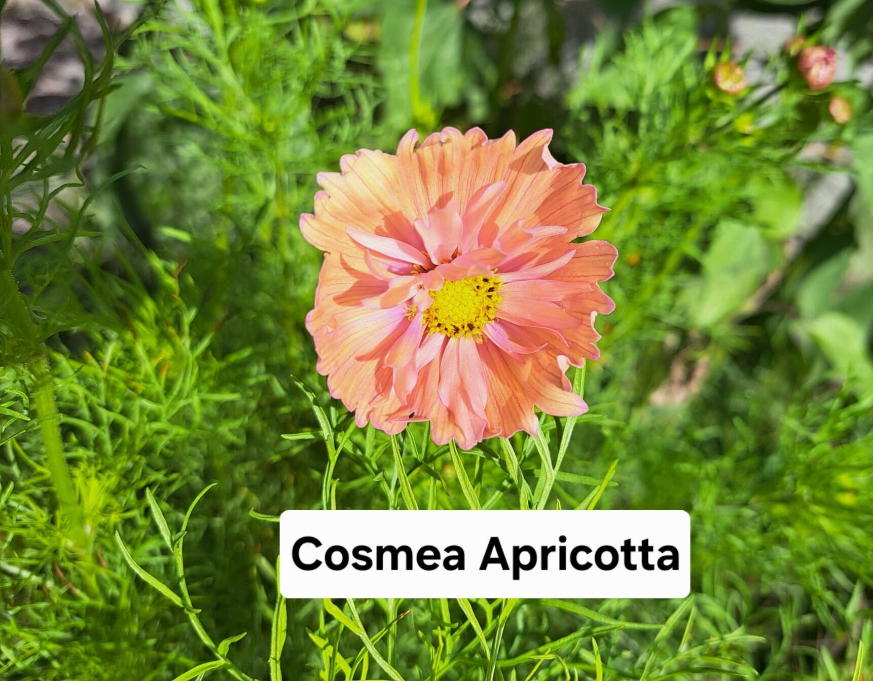 Cosmea Apricotta