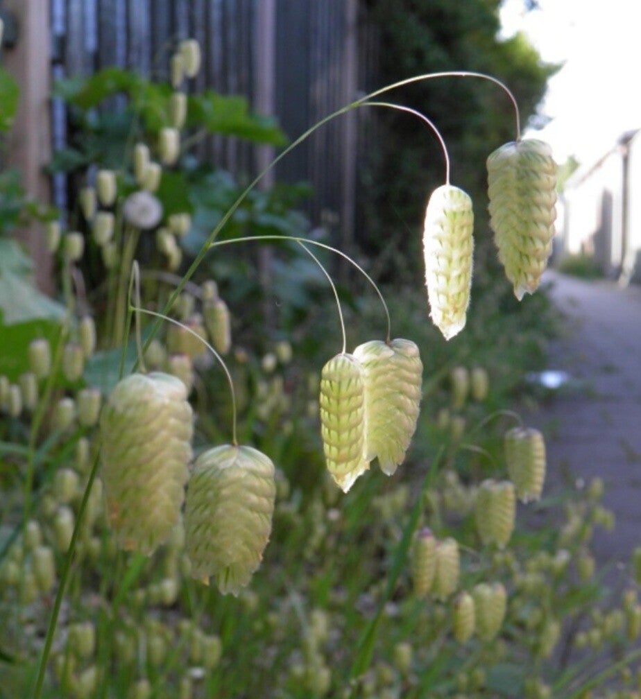 Meerjarige bloemen / Webshop | zadenbientje.nl