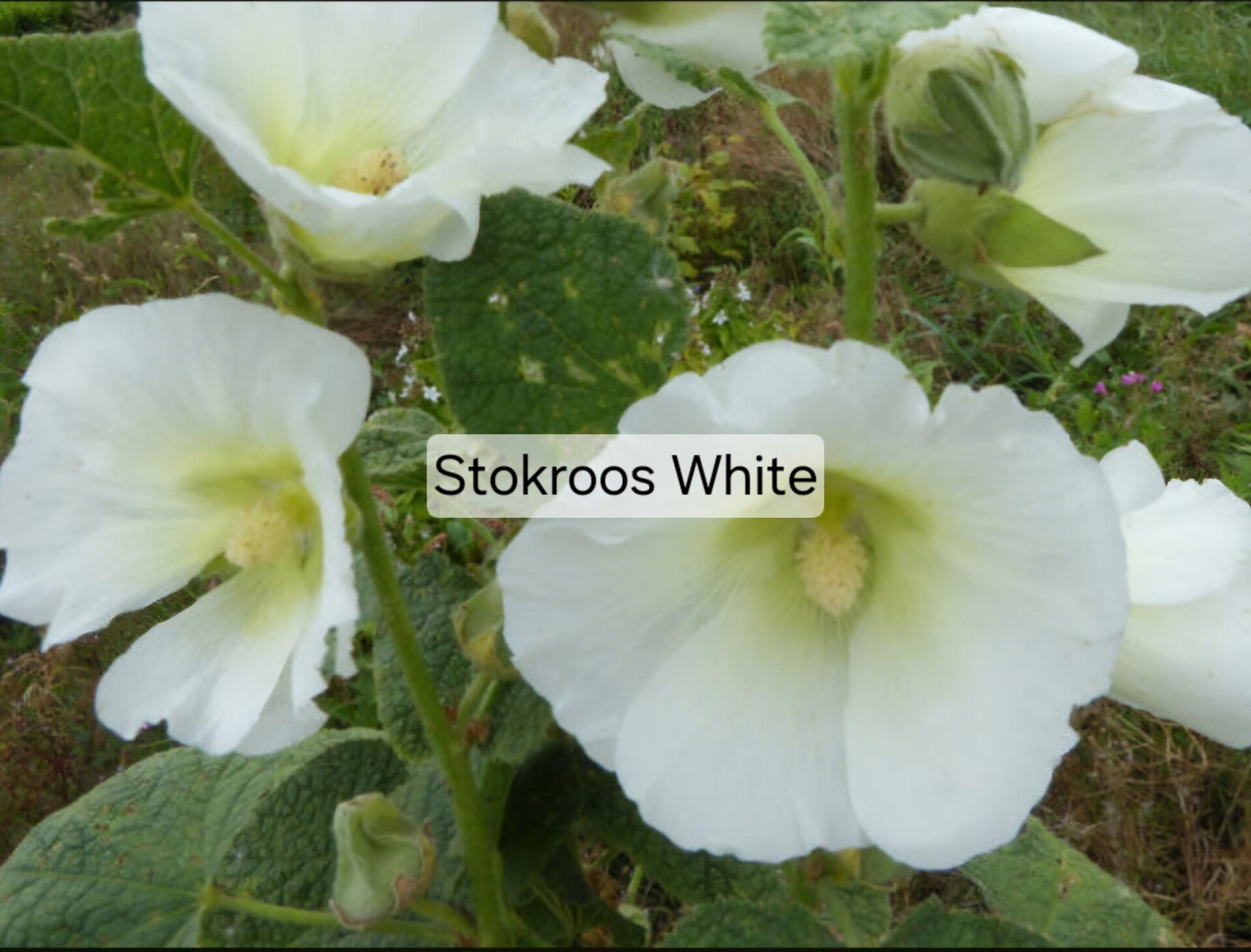 Stokroos White