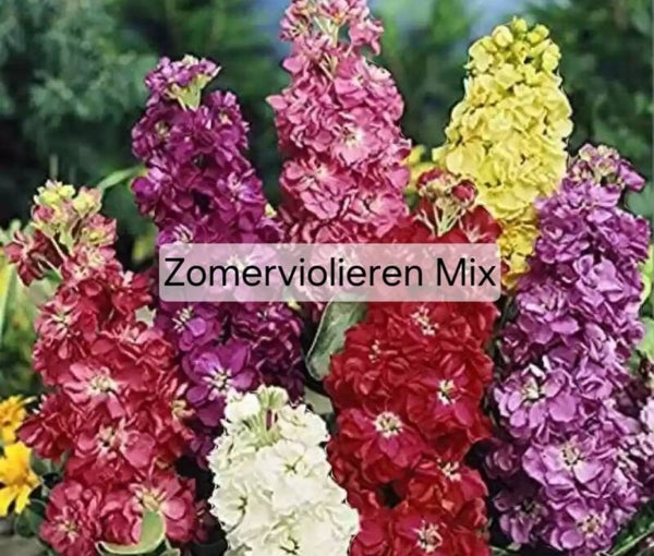 Zomerviolieren Mix