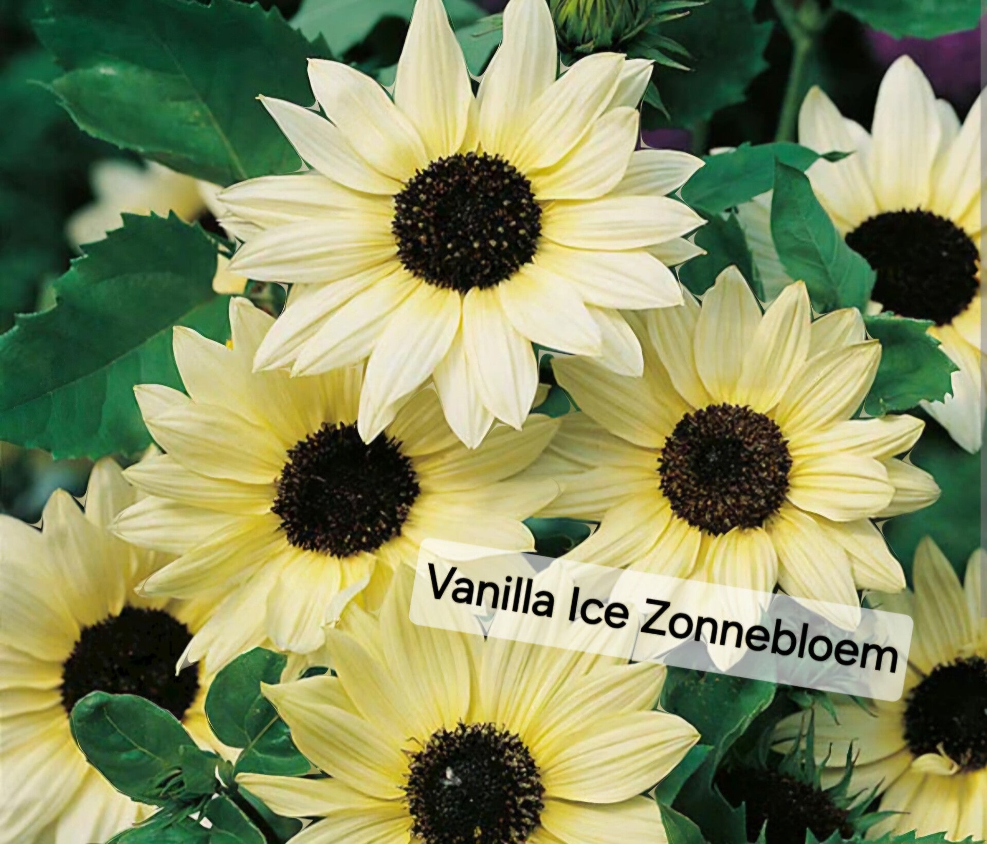 Vanilla Ice Zonnebloem