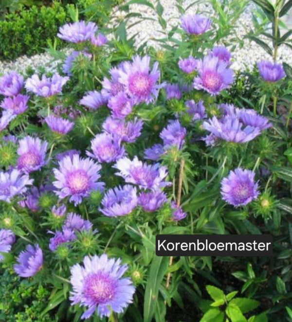 Korenbloemaster