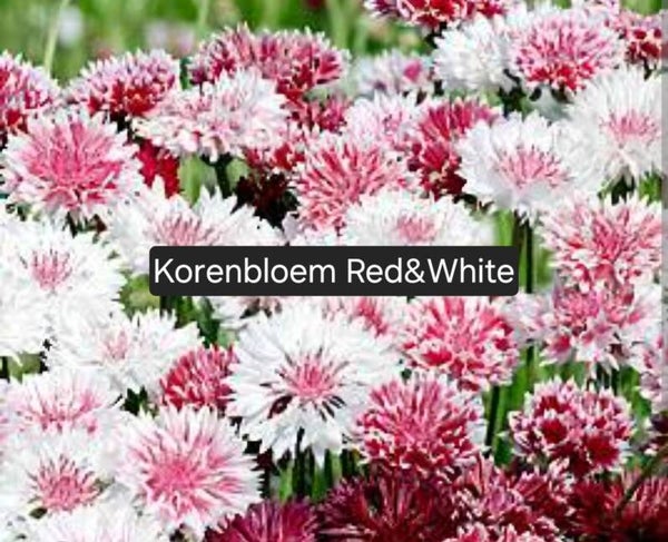 Korenbloem Red & White Mix