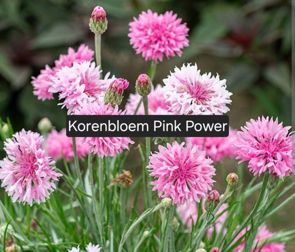 Korenbloem Pink Passion