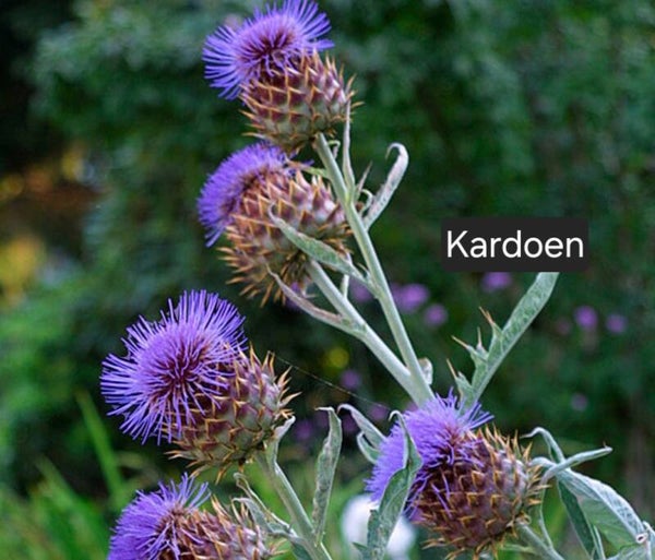 Kardoen