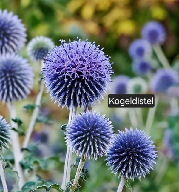 Kogeldistel