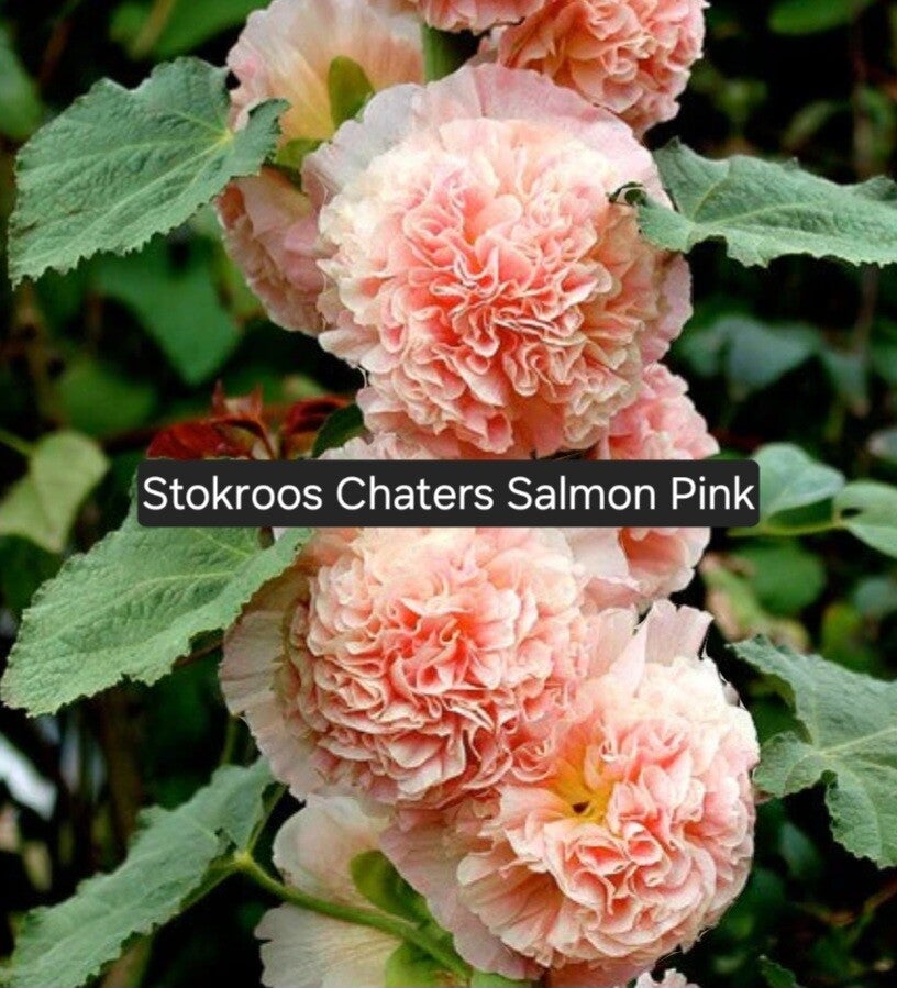 Stokroos Chaters Salmon Pink
