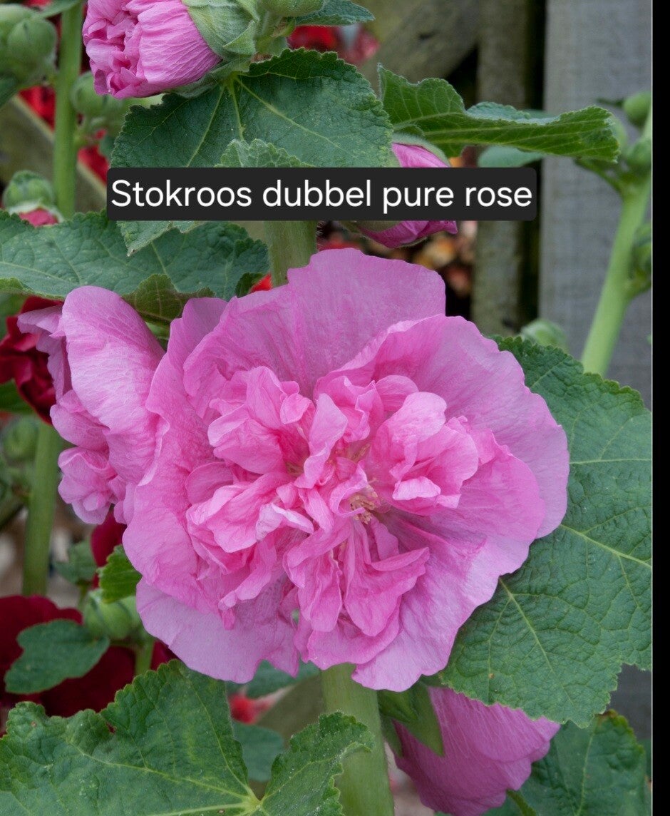 Stokoos Chaters Dubbel Pure Rose