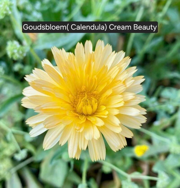 Goudsbloem (Calendula) Cream Beauty
