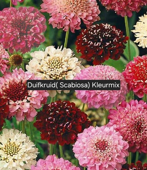 Duifkruid (Scabiosa) Colourmix