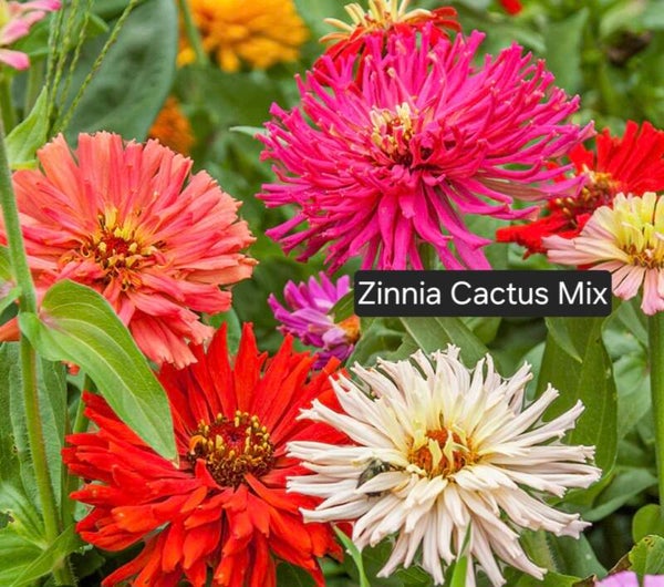 Zinnia Cactus Mix