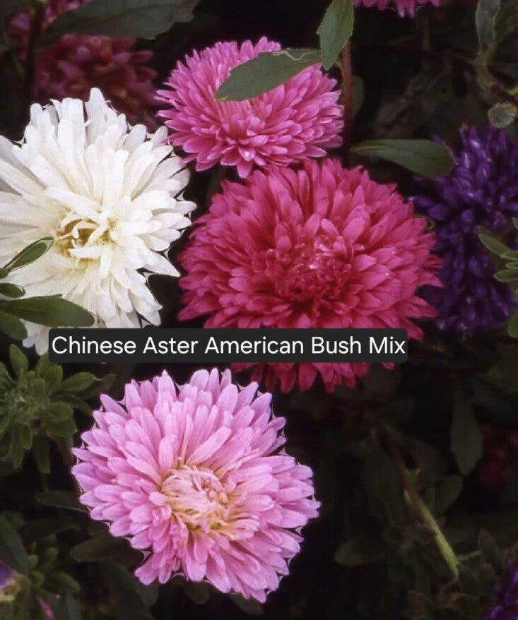 Chinese Aster American Bush Mix