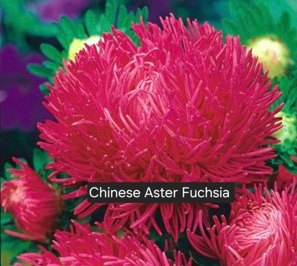 Chinese Aster Fuchsia