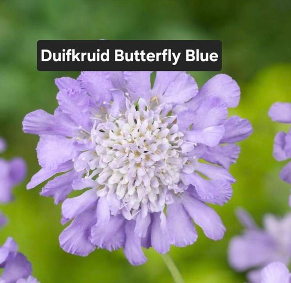 Duifkruid Butterfly Blue (Lilakleur)