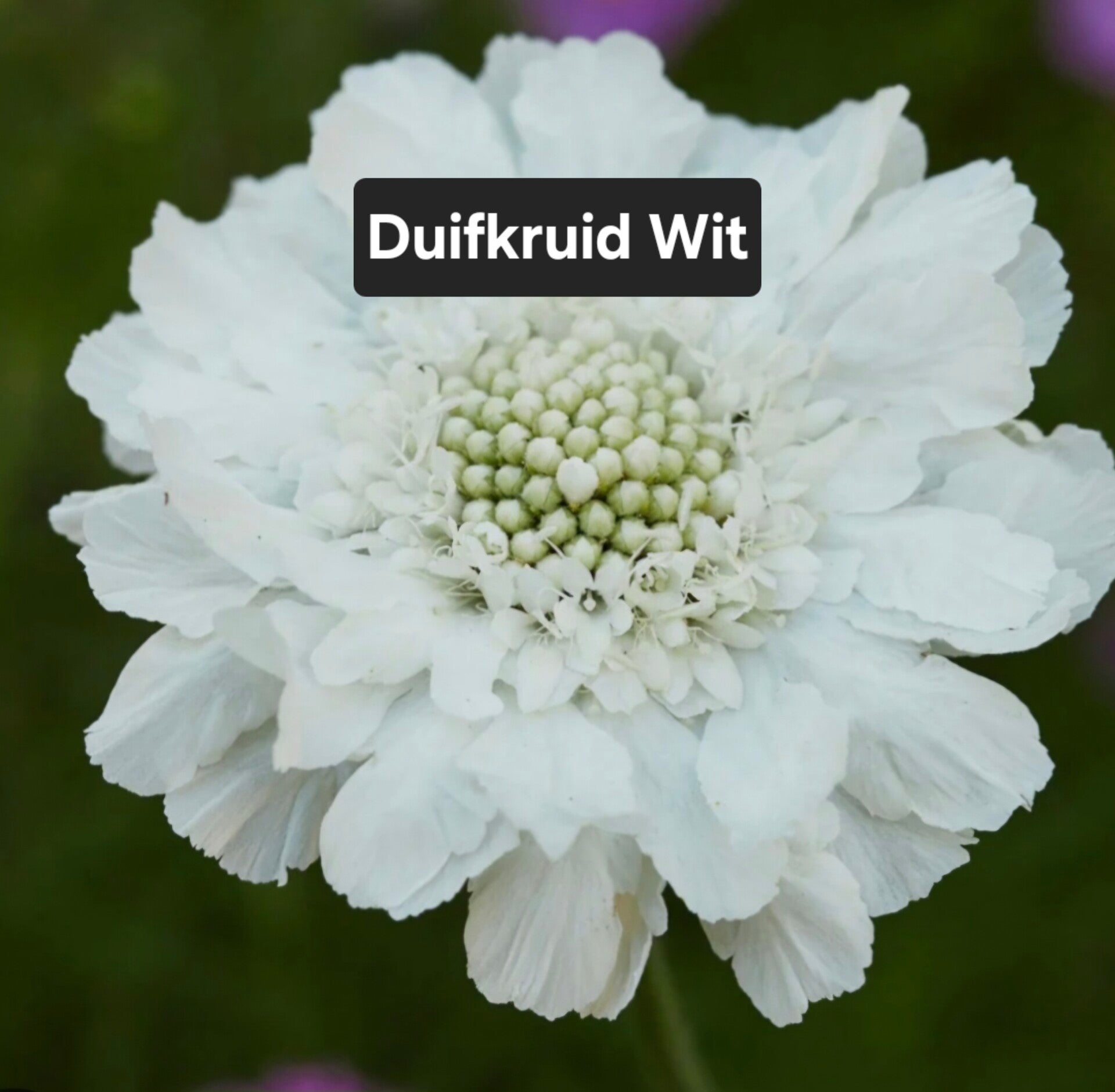 Duifkruid Wit