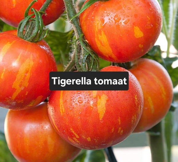Tigerella Tomaat