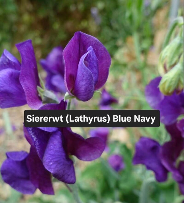 Lathyrus ( Siererwt) Flagship / Navy