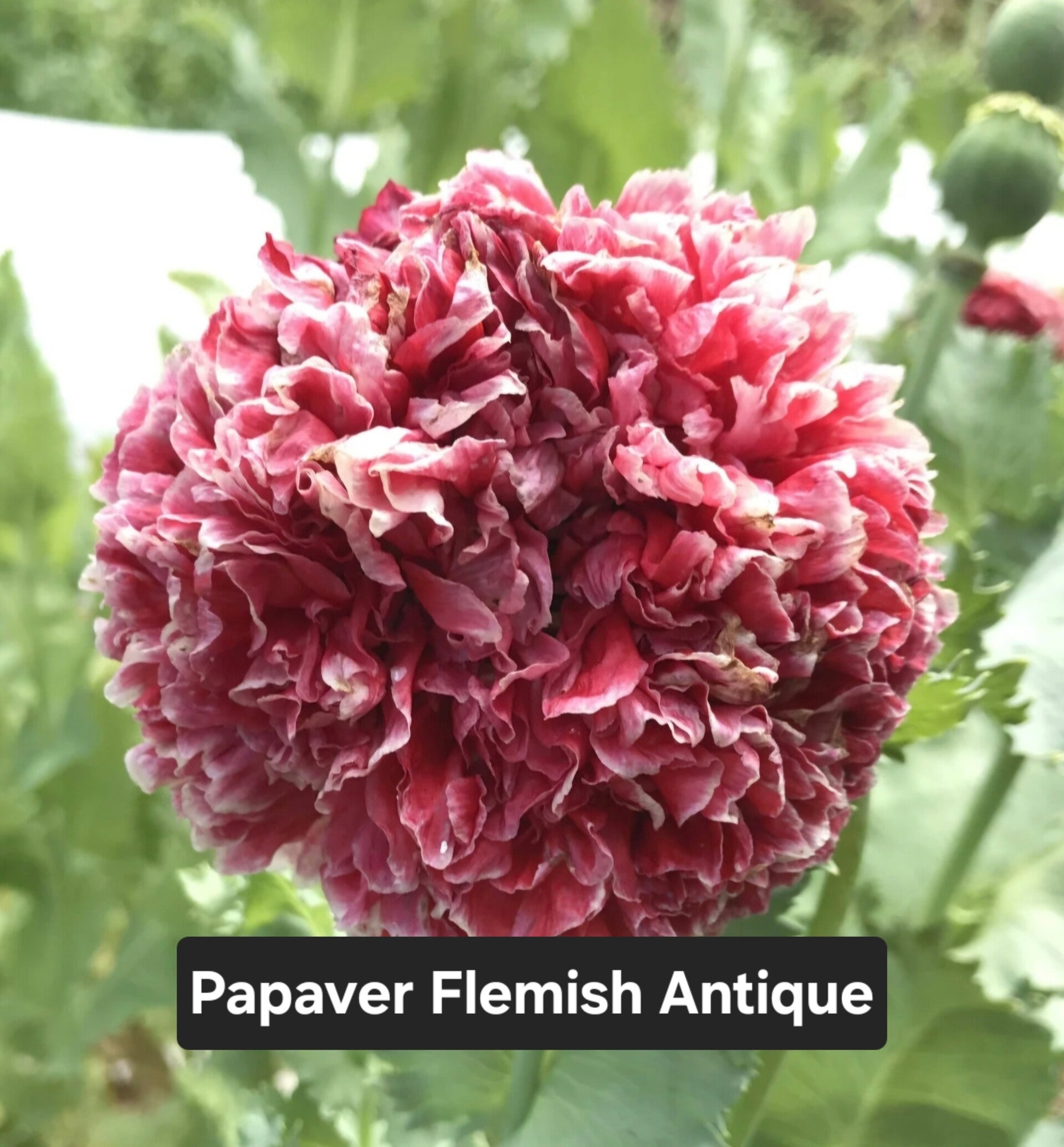 Papaver Flemish Antique
