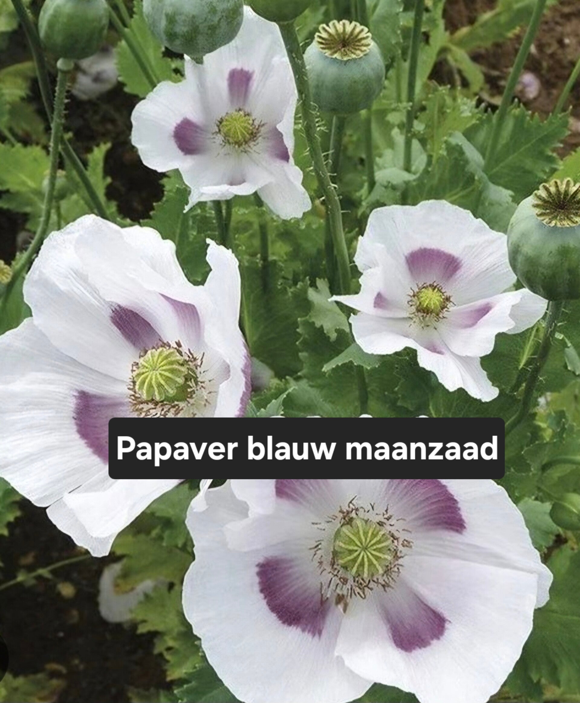 Papaver Blauw Maanzaad