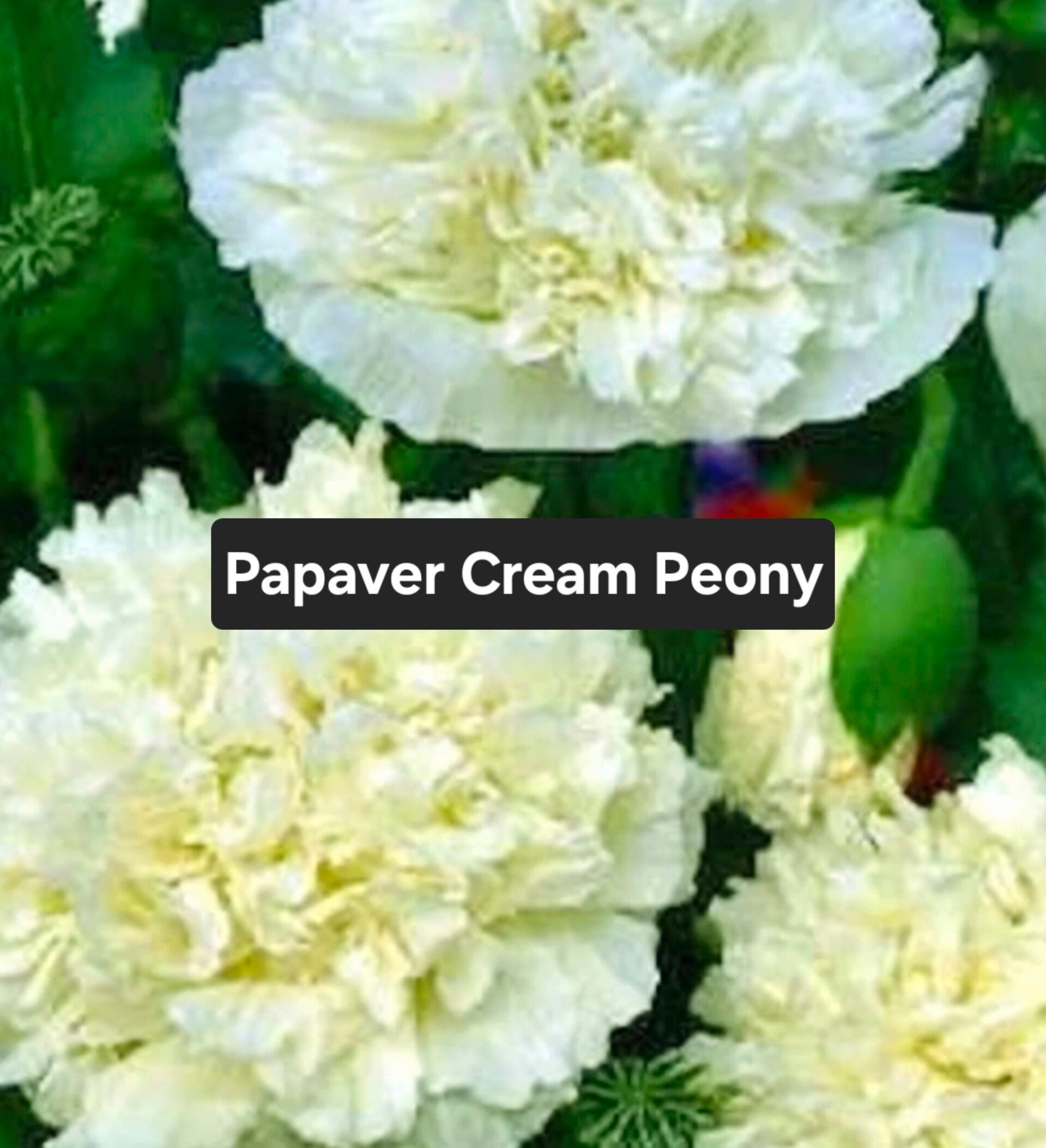 Papaver Cream Paeony