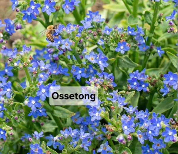 Ossetong