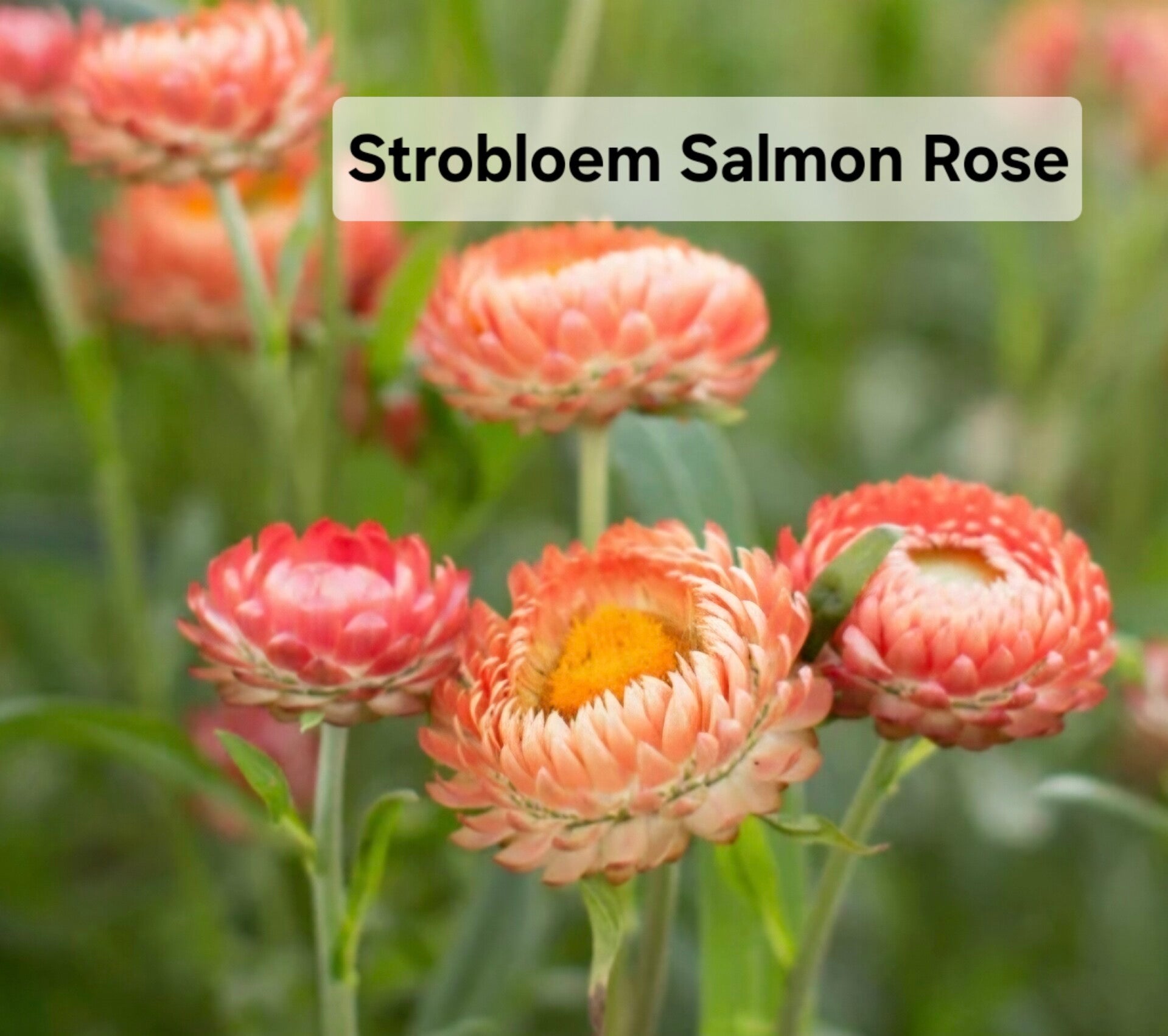Strobloem Salmon Rose