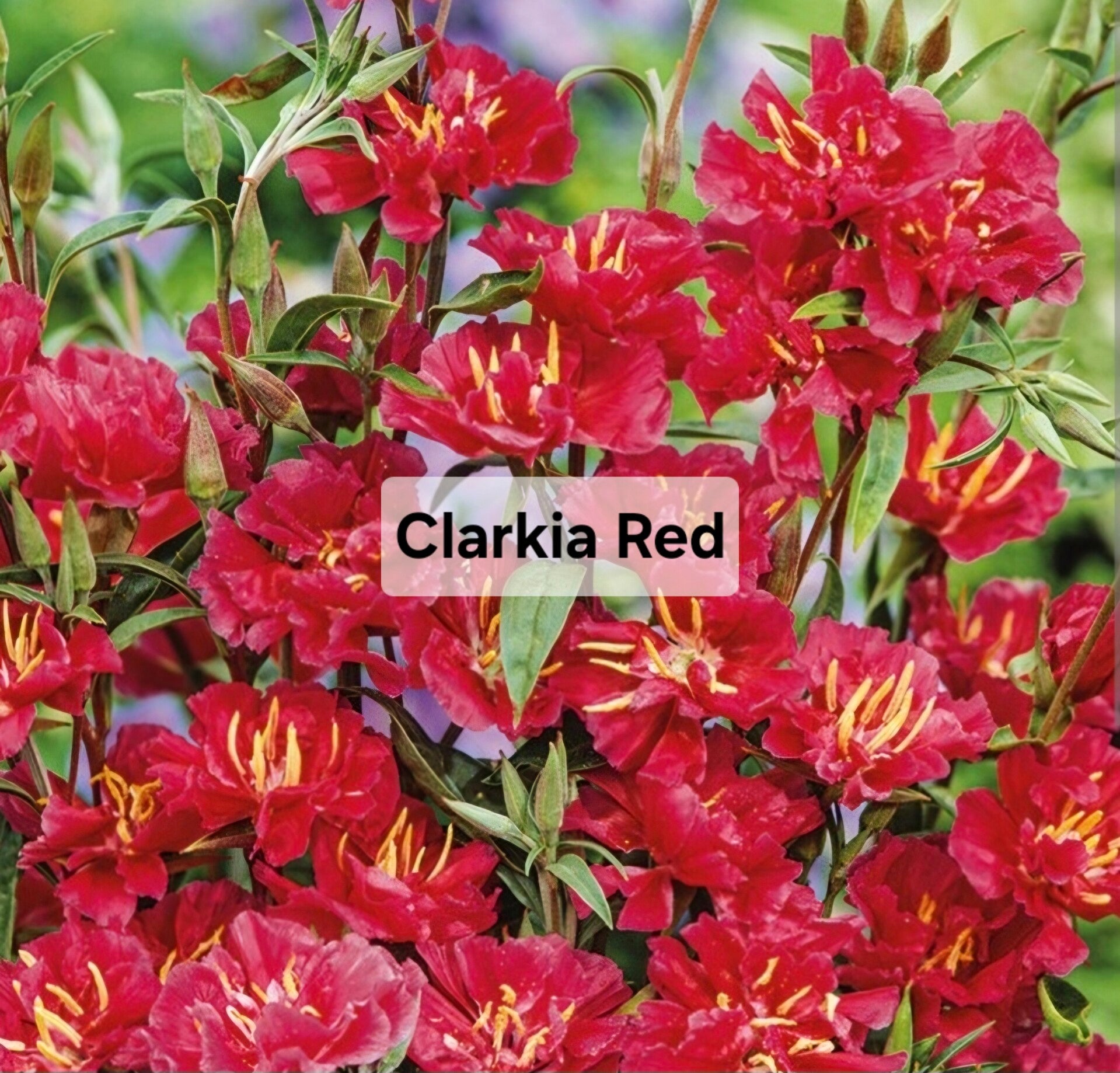 Clarkia Red