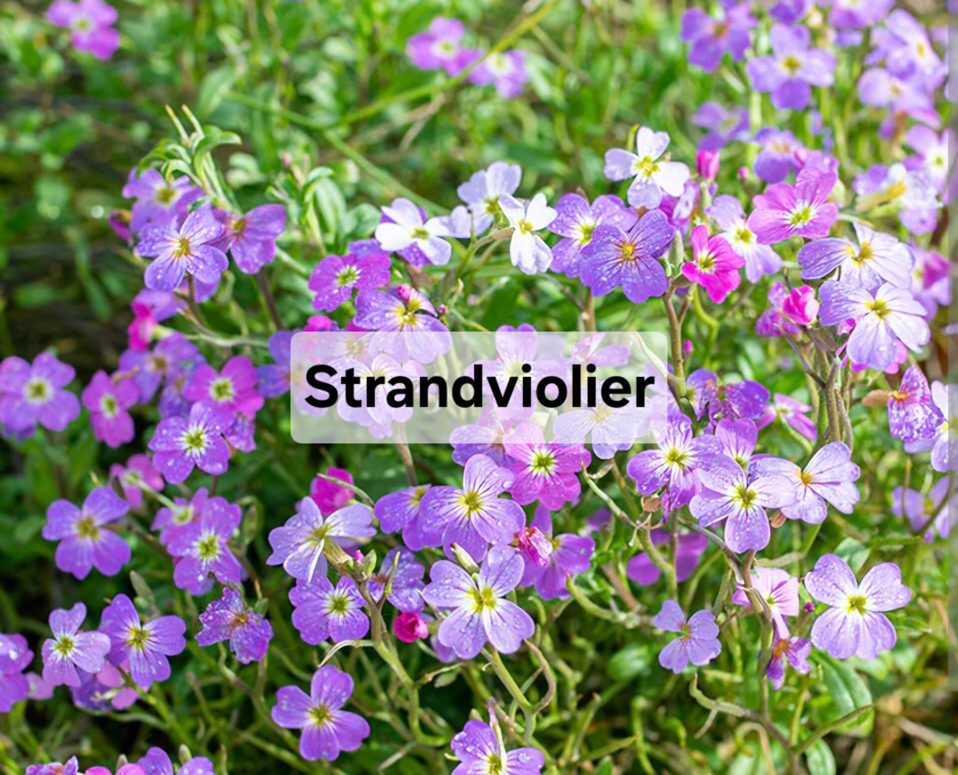 Strandviolier