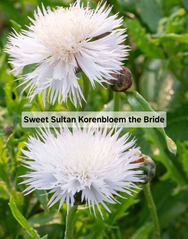 Sweet Sultan Korenbloem The Bride