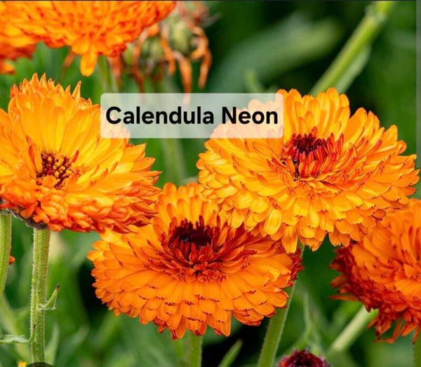 Calendula Neon