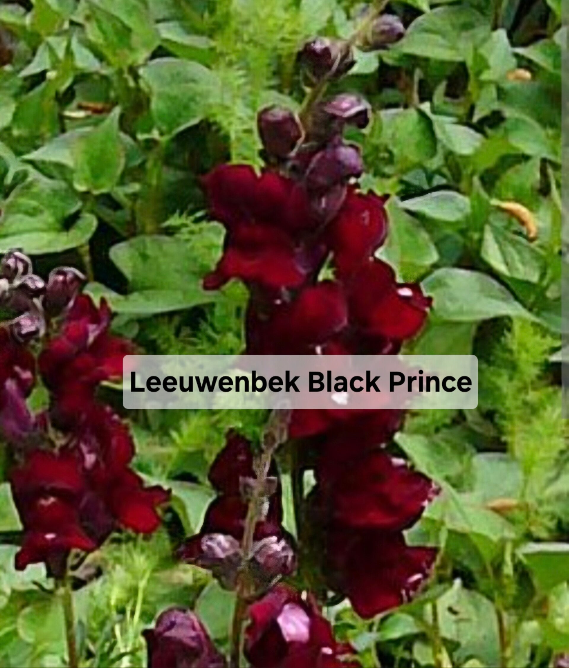 Leeuwenbek Black Prince