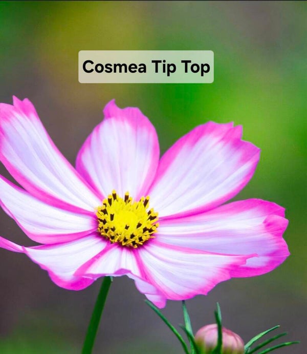 Cosmea Tip Top