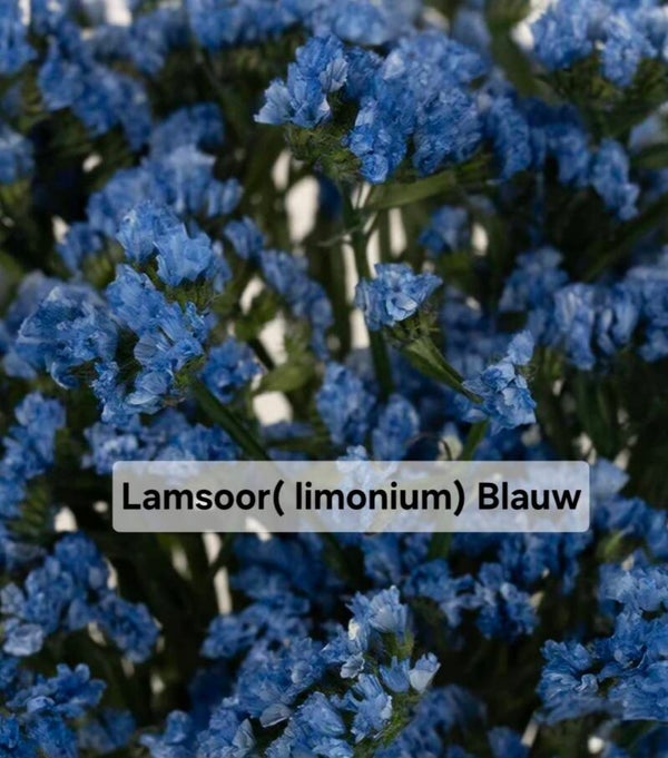 Lamsoor / Limonium Blauw