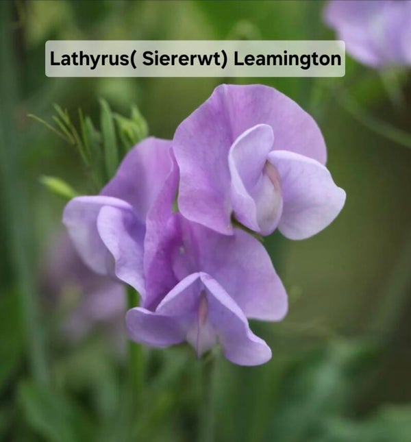 Lathyrus Siererwt  Leamington