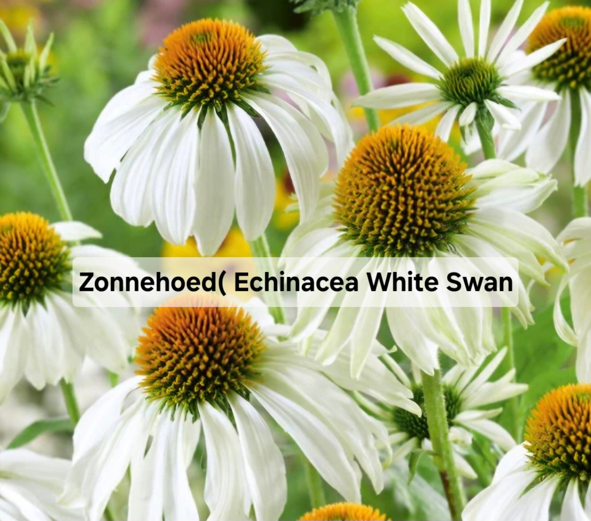 Zonnehoed Echinacea White Swan