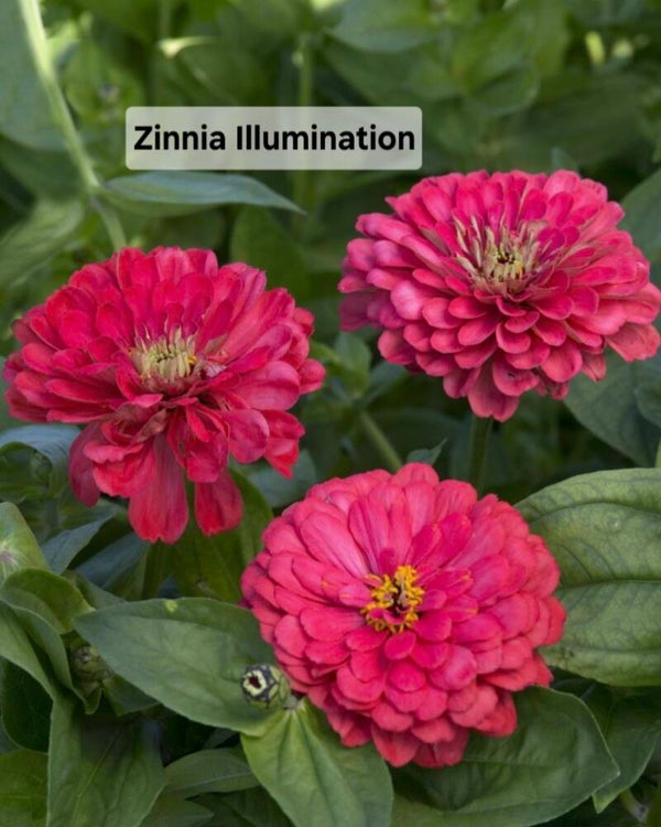 Zinnia Illumination Nieuw!