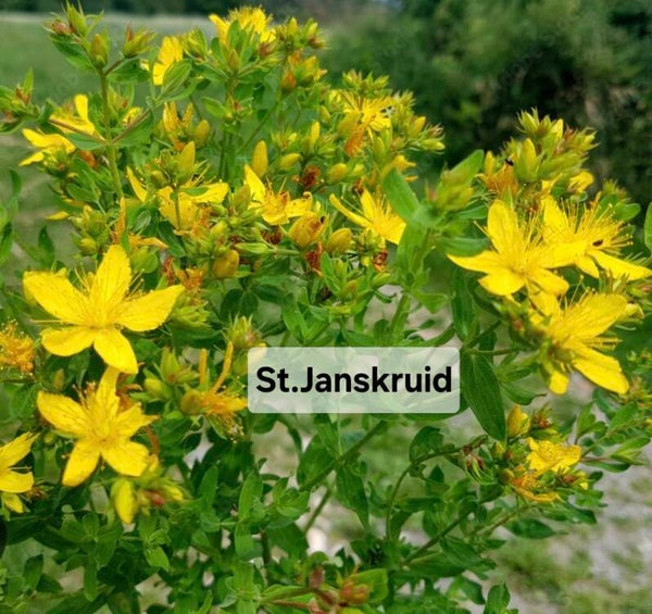 St. Janskruid