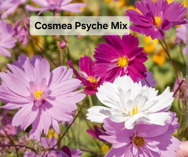 Cosmea Psyche Mix