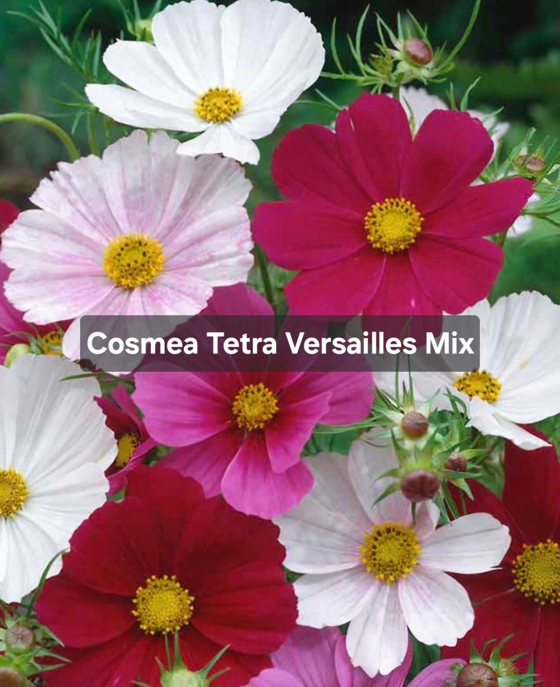 Cosmea Tetra  Versailles Mix