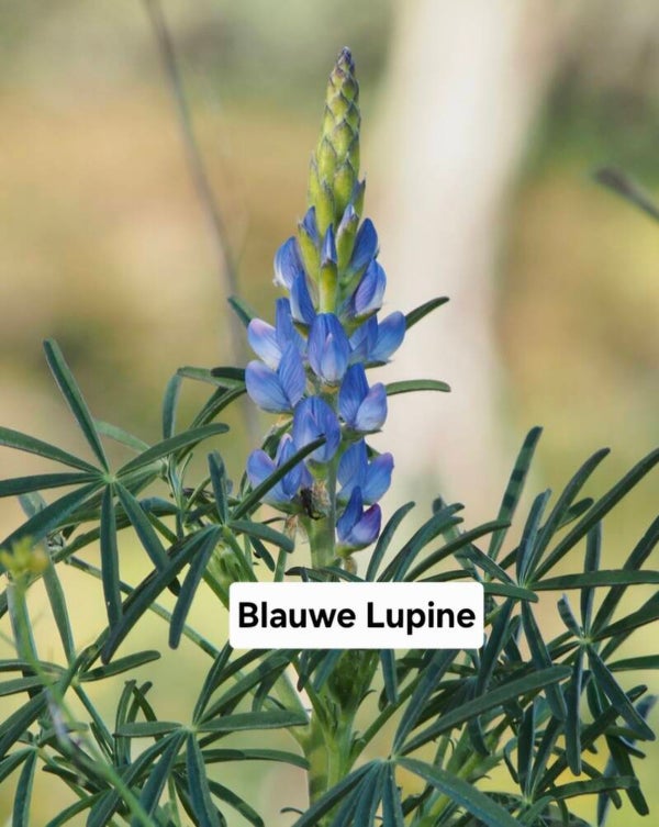 Blauwe lupine