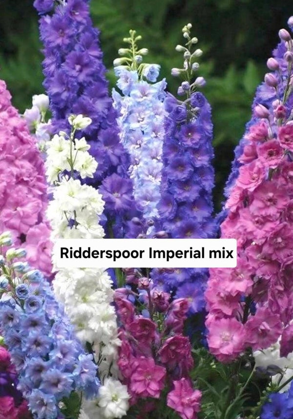 Ridderspoor Giant Imperial Mix Nieuw