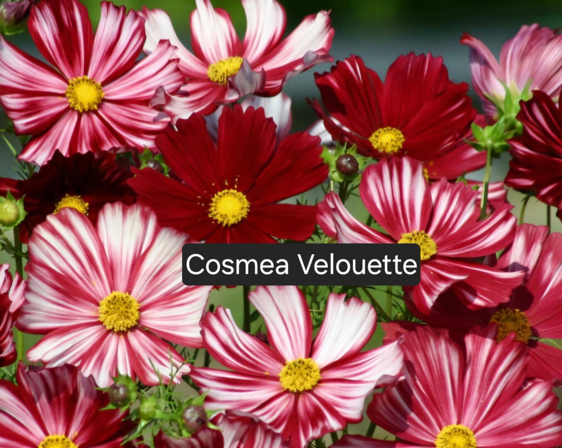 Cosmea Velouette