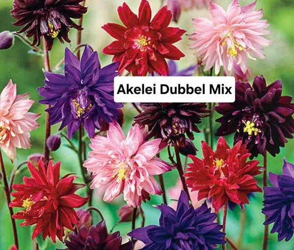 Akelei Dubbel Mix