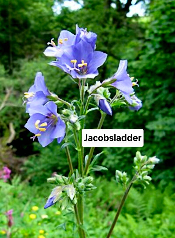 Jacobsladder