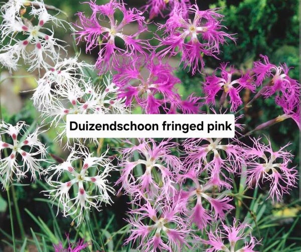 Duizendschoon Fringed Pink Mix
